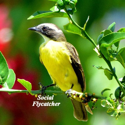 Social Flycatcher